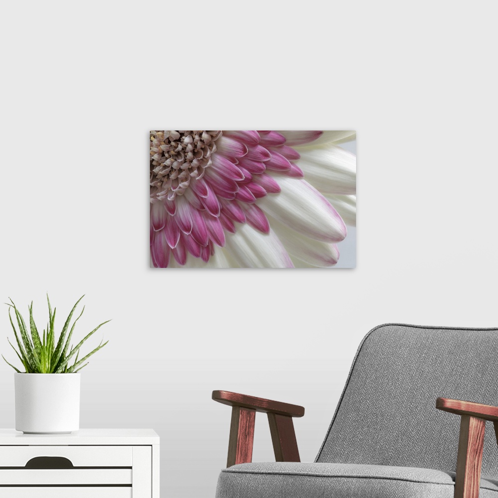 A modern room featuring USA, Washington State, Seabeck. Gerbera daisy flower close-up. Credit: Don Paulson