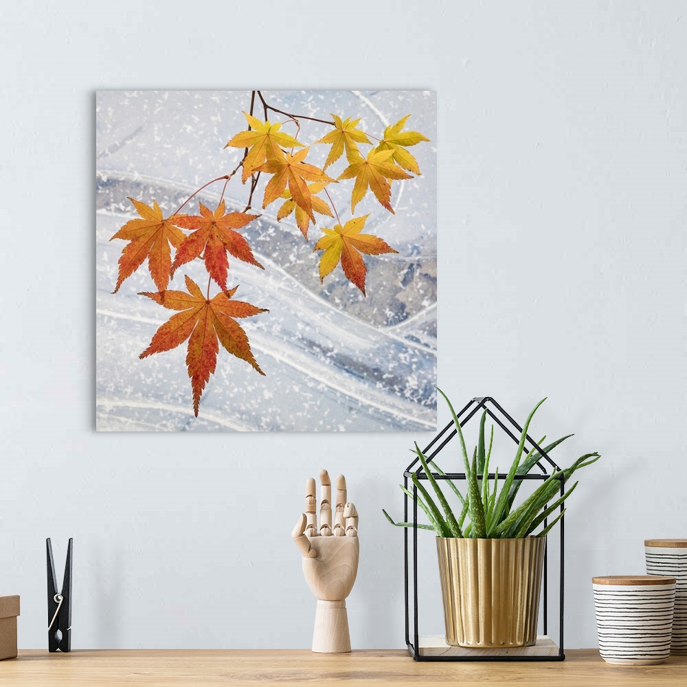 A bohemian room featuring USA, Washington, Seabeck. Japanese maple leaves and ice.