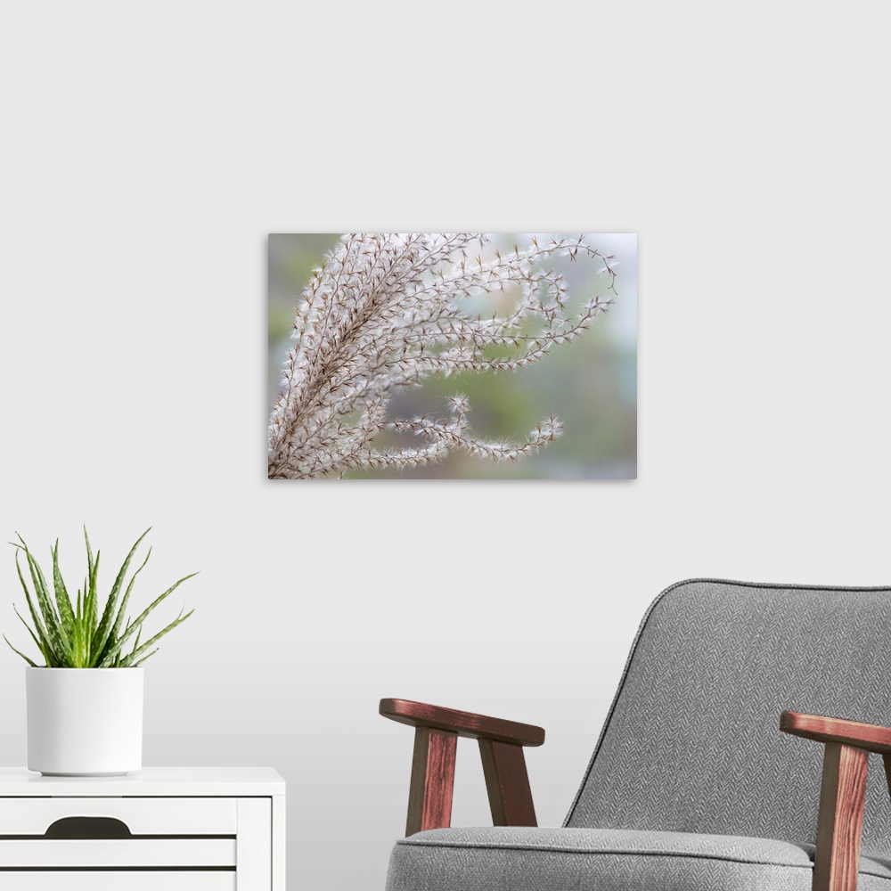 A modern room featuring USA, Washington State, Seabeck. Seed head of Miscanthus sinensis grass. Credit: Don Paulson