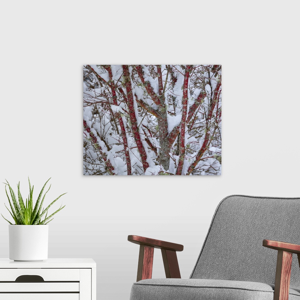 A modern room featuring USA, Washington State, Seabeck. Snow-covered coral bark Japanese maple tree. Credit: Don Paulson