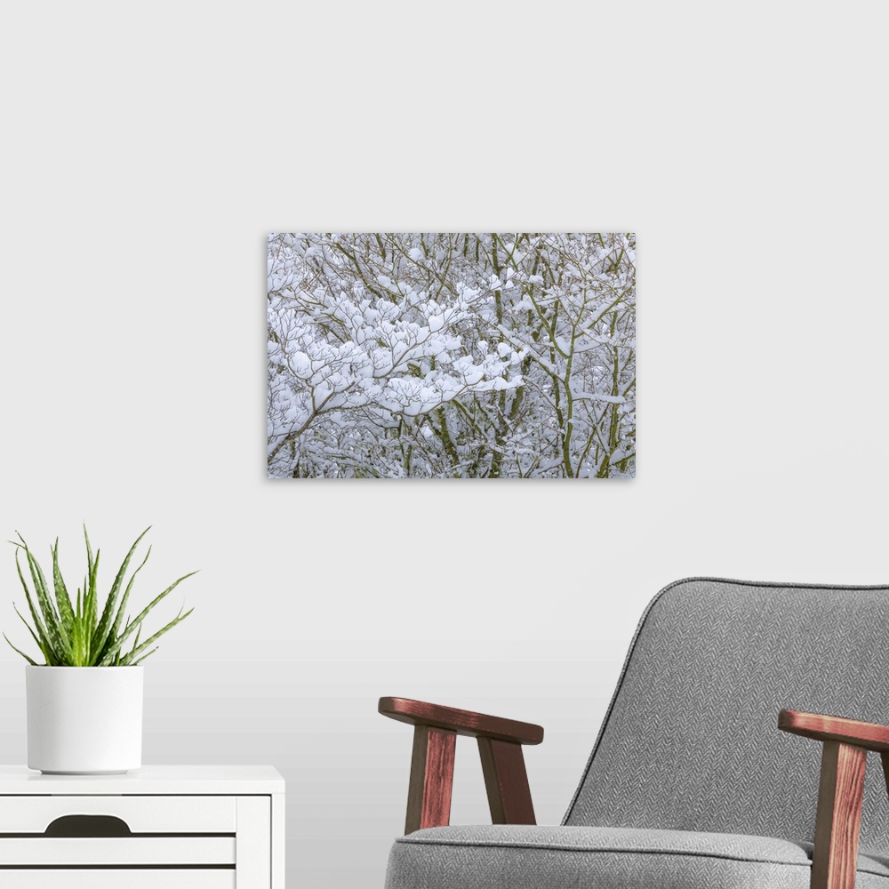 A modern room featuring USA, Washington State, Seabeck. Snow-covered dogwood and maple trees. Credit: Don Paulson