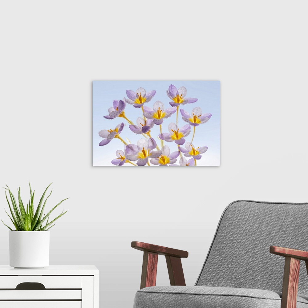 A modern room featuring USA, Washington State, Seabeck. Spring crocus flowers close-up. Credit: Don Paulson