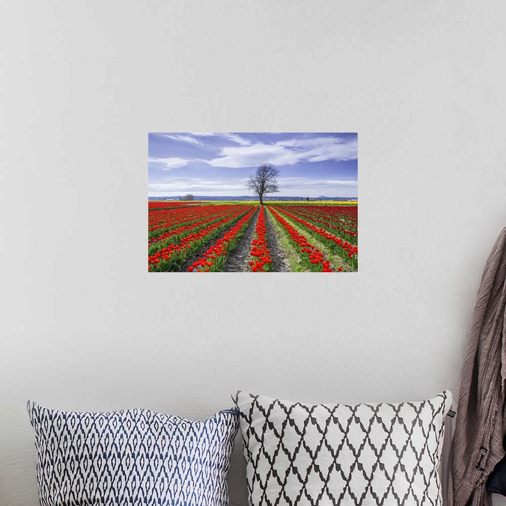 A bohemian room featuring USA, Washington State, Skagit Valley. Rows of red tulips and tree. Credit: Jim Nilsen