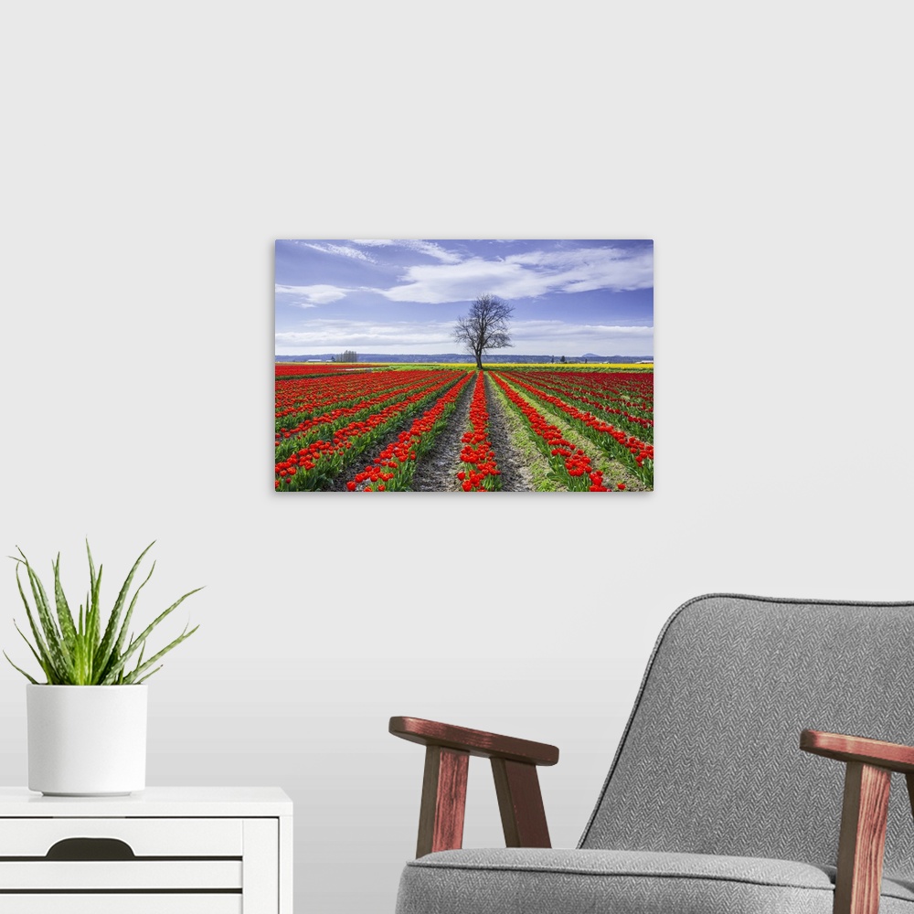 A modern room featuring USA, Washington State, Skagit Valley. Rows of red tulips and tree. Credit: Jim Nilsen
