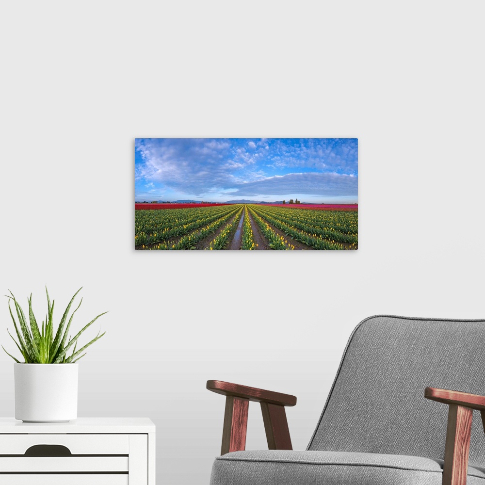 A modern room featuring USA, Washington State, Skagit Valley. Rows of tulips and sky. Credit: Jim Nilsen