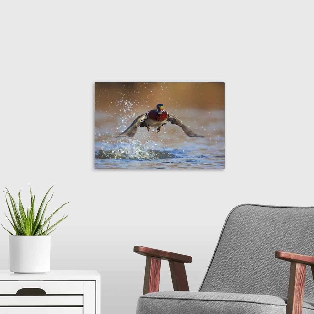 A modern room featuring North America, USA, Washington State, Wood Duck, male, flight take-off.