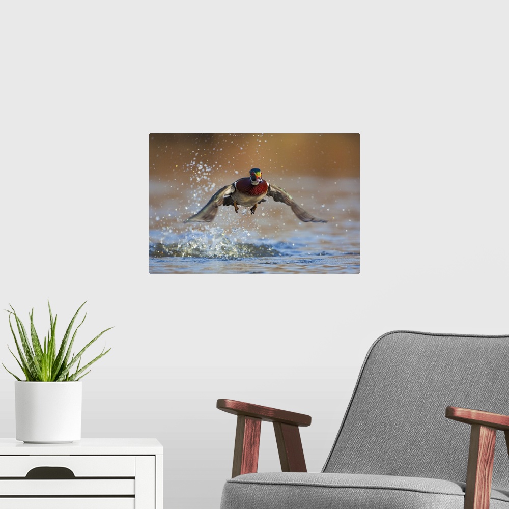 A modern room featuring North America, USA, Washington State, Wood Duck, male, flight take-off.