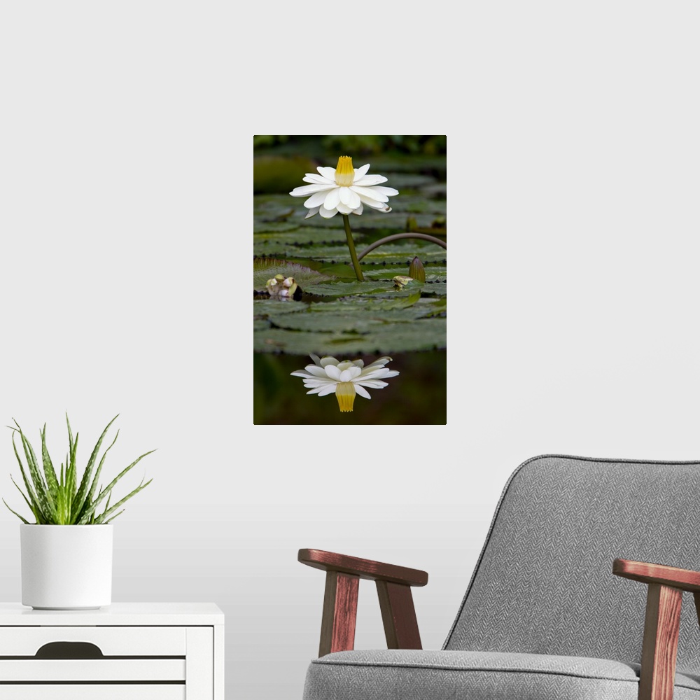 A modern room featuring Water lilies, of the genus Nymphaea, are aquatic plants found world-wide; often planted as orname...