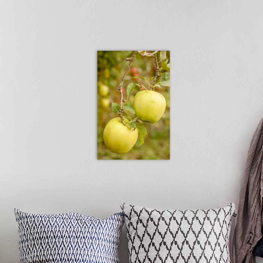 A bohemian room featuring Wenatchee, Washington State, USA. Golden Delicious Apples on the tree. United States, Washington ...
