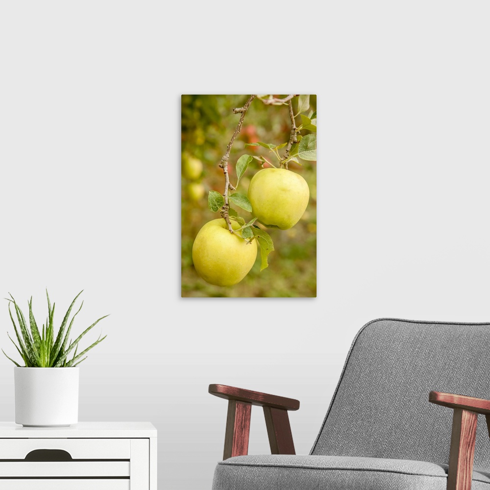 A modern room featuring Wenatchee, Washington State, USA. Golden Delicious Apples on the tree. United States, Washington ...
