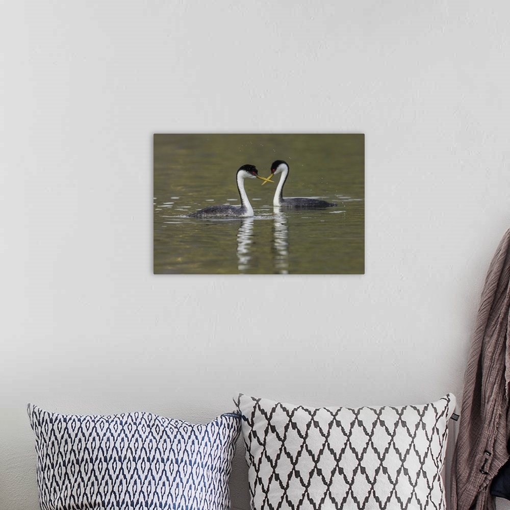 A bohemian room featuring Western grebes, courting. Nature, Fauna.