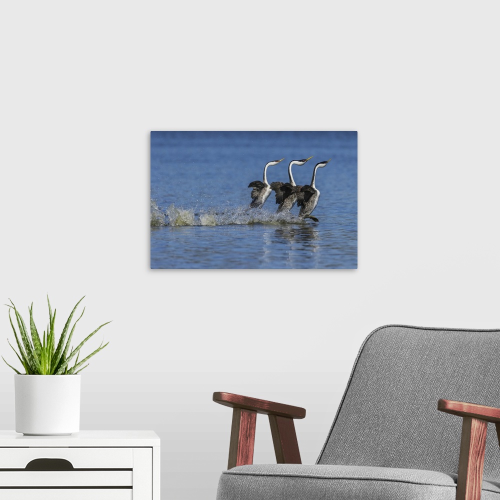 A modern room featuring Western grebes rushing display. Nature, Fauna.