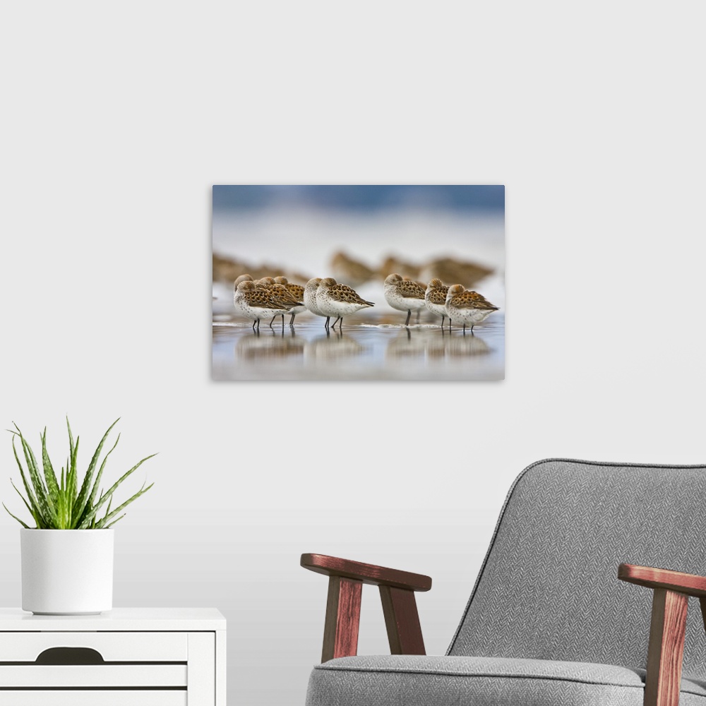 A modern room featuring USA, Bottle Beach, Grays Harbor, Washington. Western Sandpipers rest at high tide during spring m...