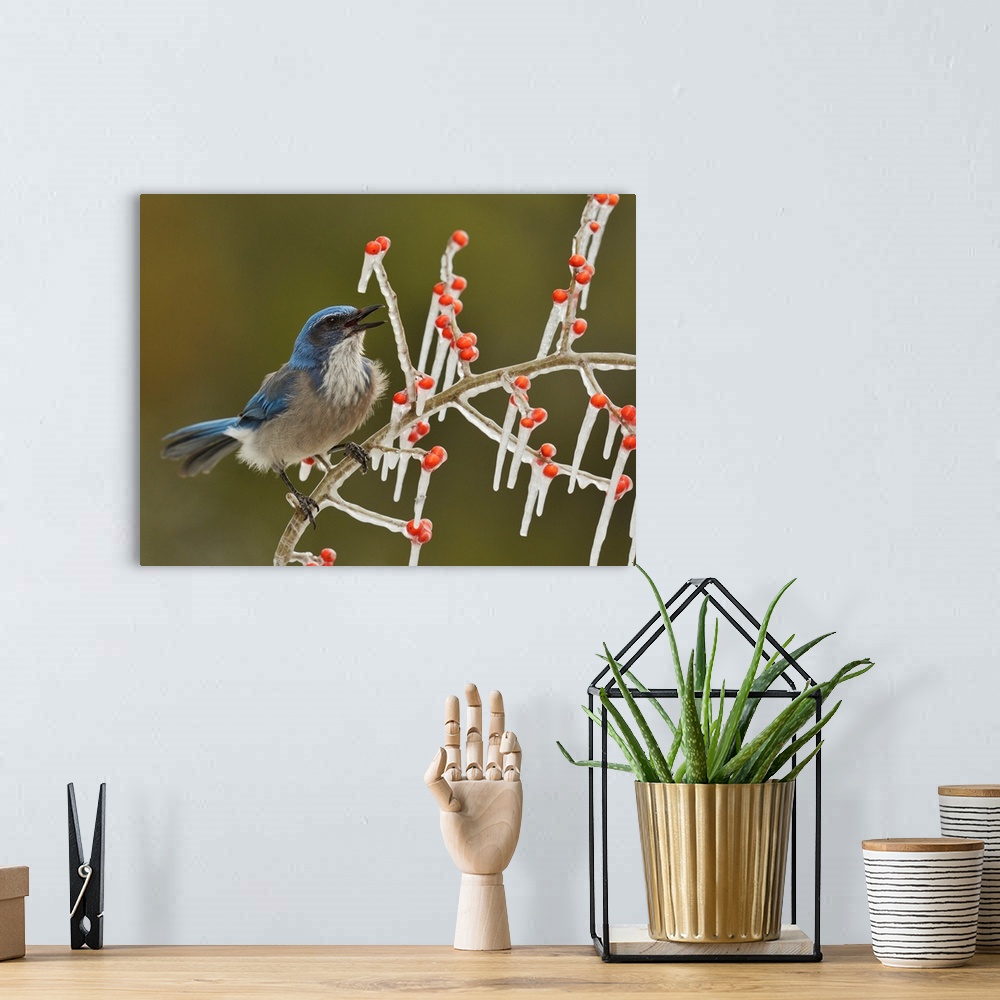 A bohemian room featuring Western Scrub-Jay (Aphelocoma californica), adult calling on icy branch of Possum Haw Holly (Ilex...