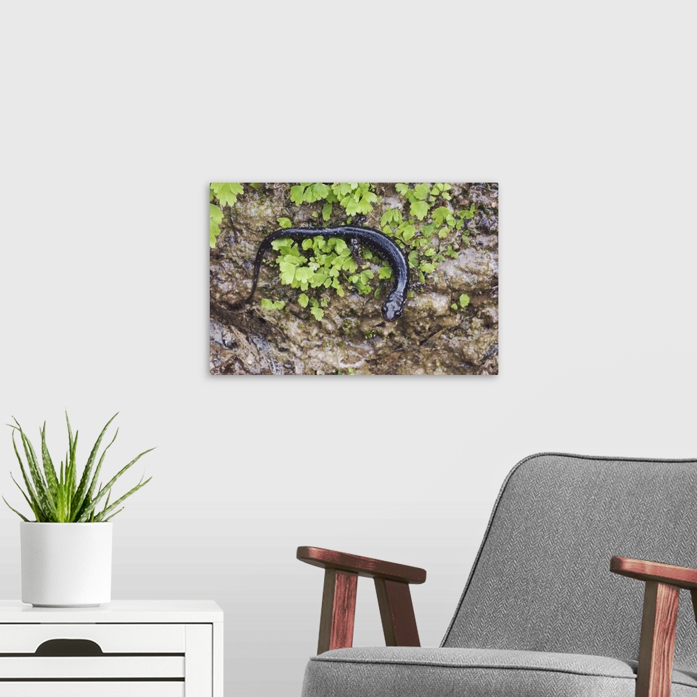 A modern room featuring Western Slimy Salamander, Plethodon albagula, adult with fern, Uvalde County, Hill Country, Texas...