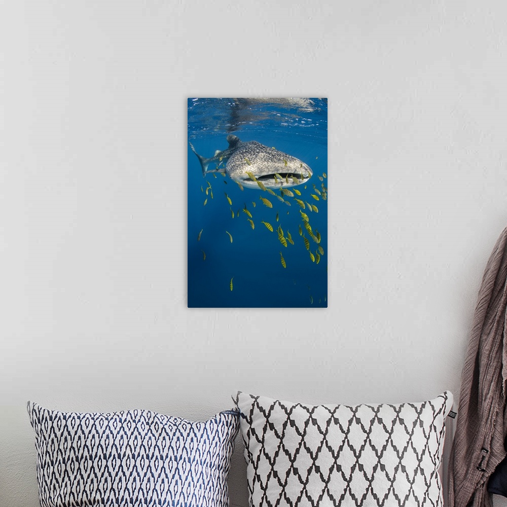 A bohemian room featuring Whale Shark and Golden Trevally, Cenderawasih Bay, West Papua, Indonesia.