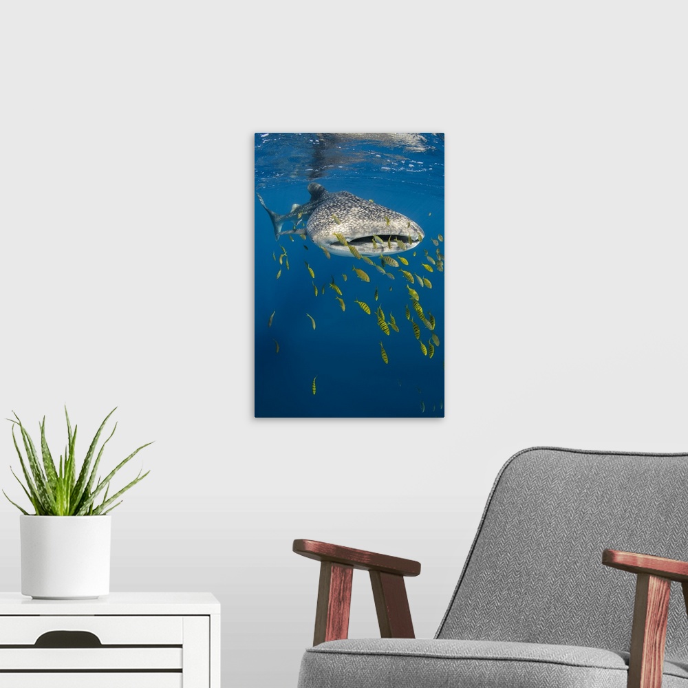 A modern room featuring Whale Shark and Golden Trevally, Cenderawasih Bay, West Papua, Indonesia.