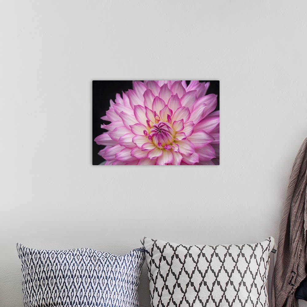 A bohemian room featuring White And Pink Dahlia On Black Background