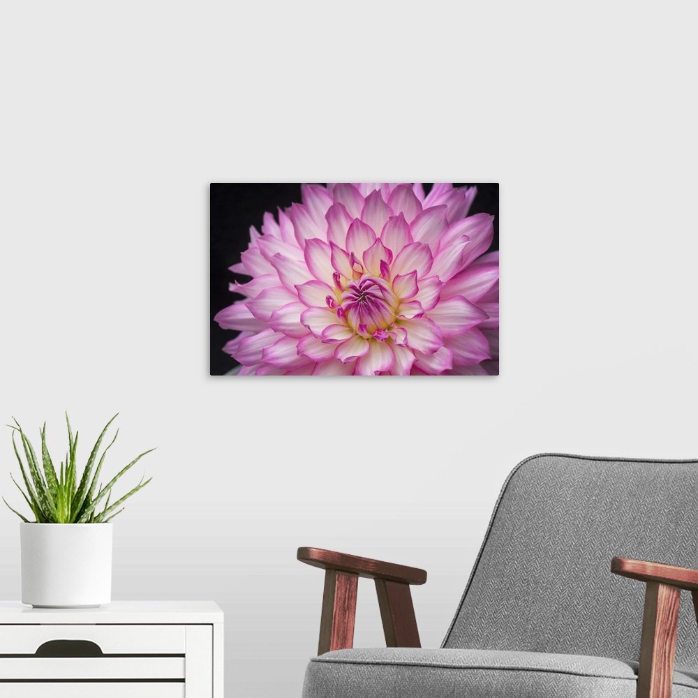 A modern room featuring White And Pink Dahlia On Black Background