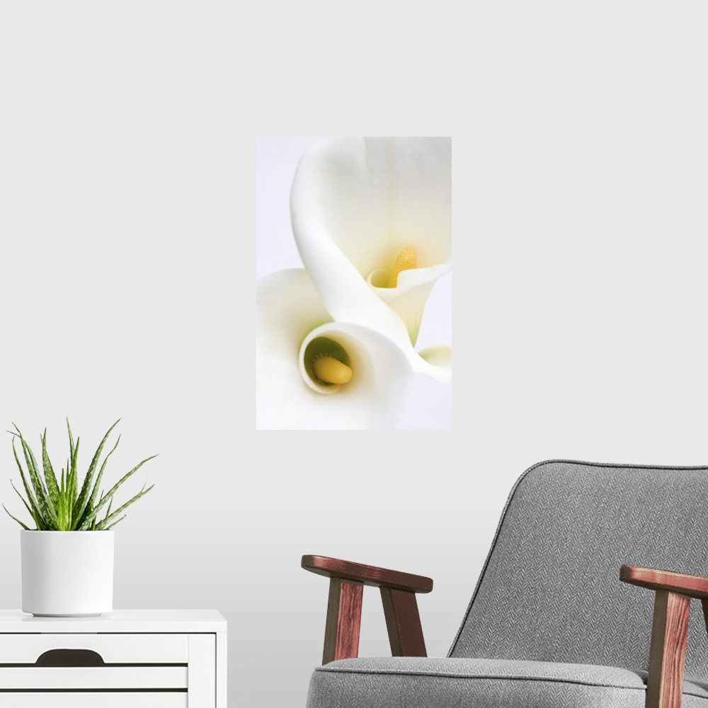 A modern room featuring White Calla Lilies