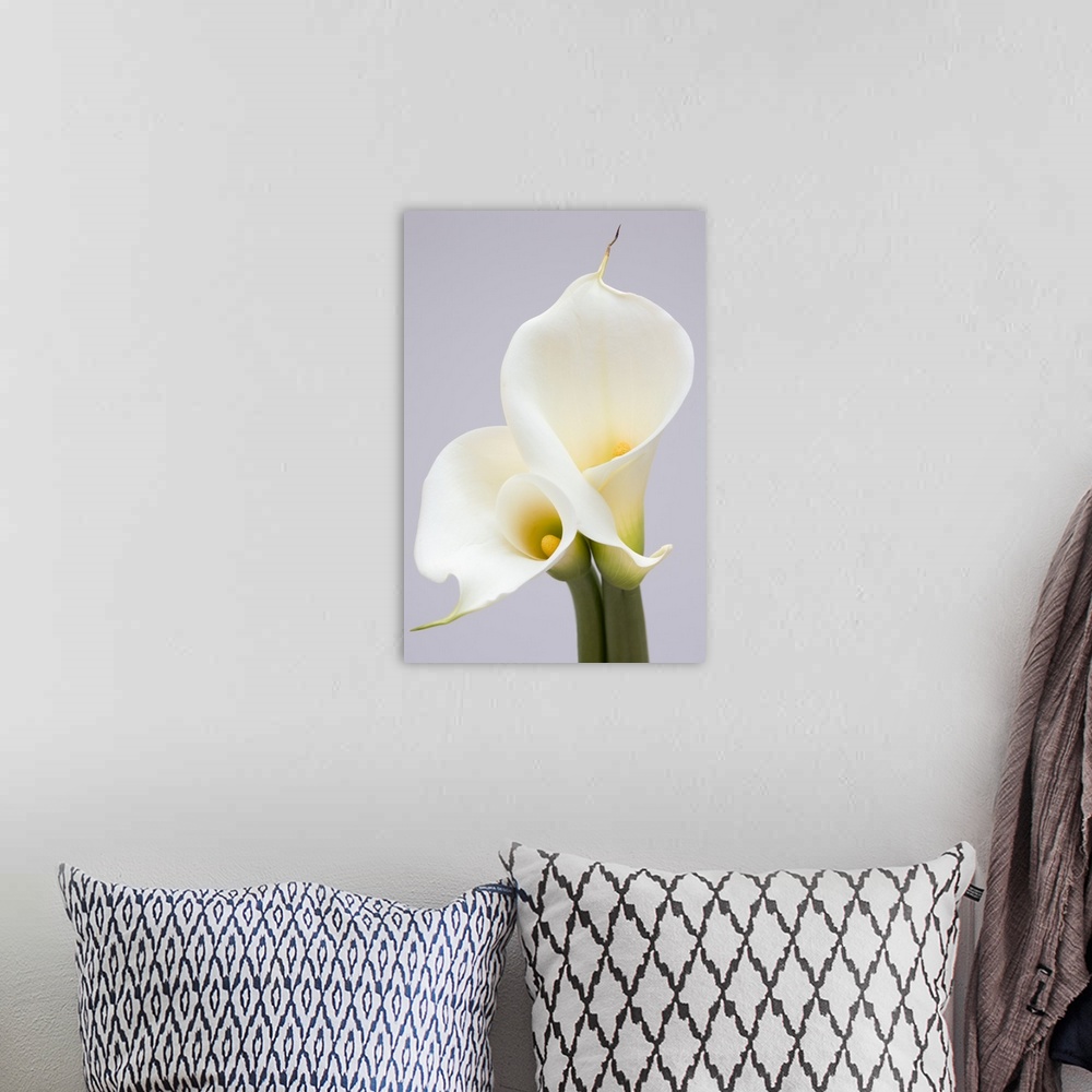 A bohemian room featuring White Calla Lilies