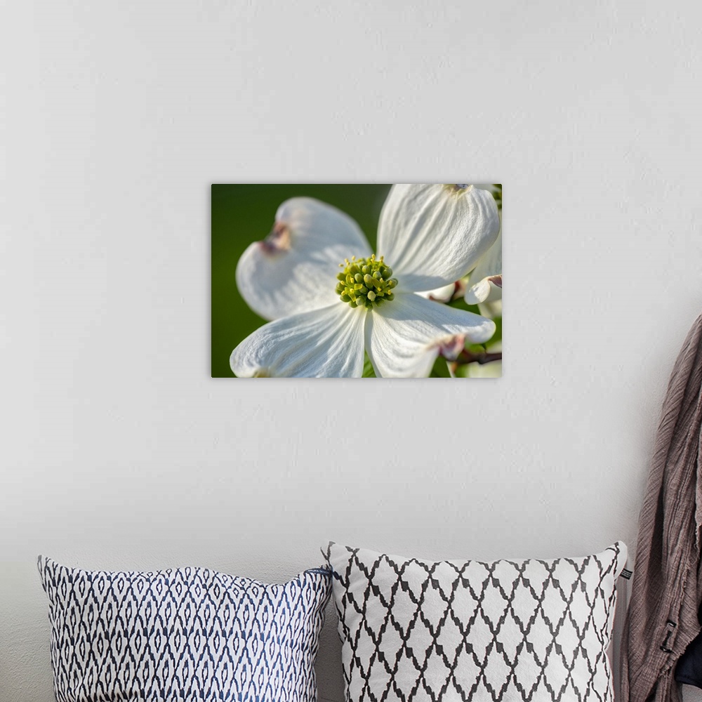 A bohemian room featuring White Dogwood Flowers, USA
