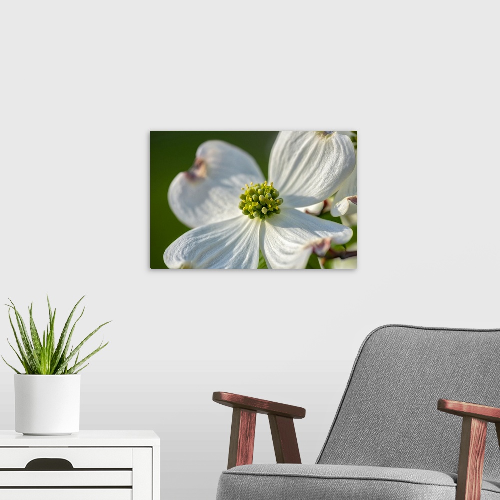 A modern room featuring White Dogwood Flowers, USA