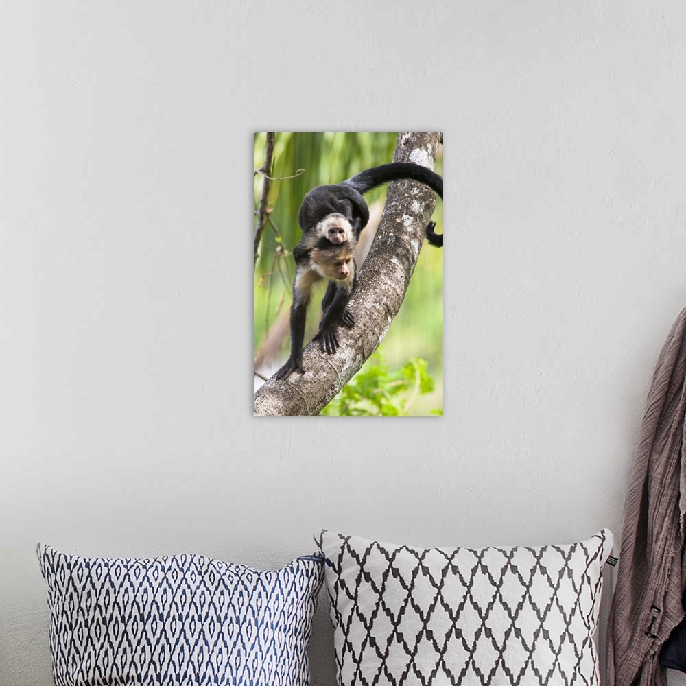 A bohemian room featuring White-headed Capuchin monkey with baby on its back descending a tree branch in the rainforest of ...