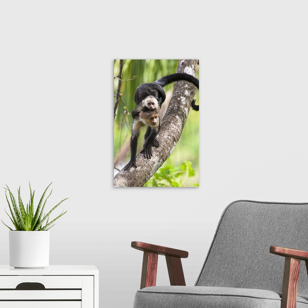 A modern room featuring White-headed Capuchin monkey with baby on its back descending a tree branch in the rainforest of ...