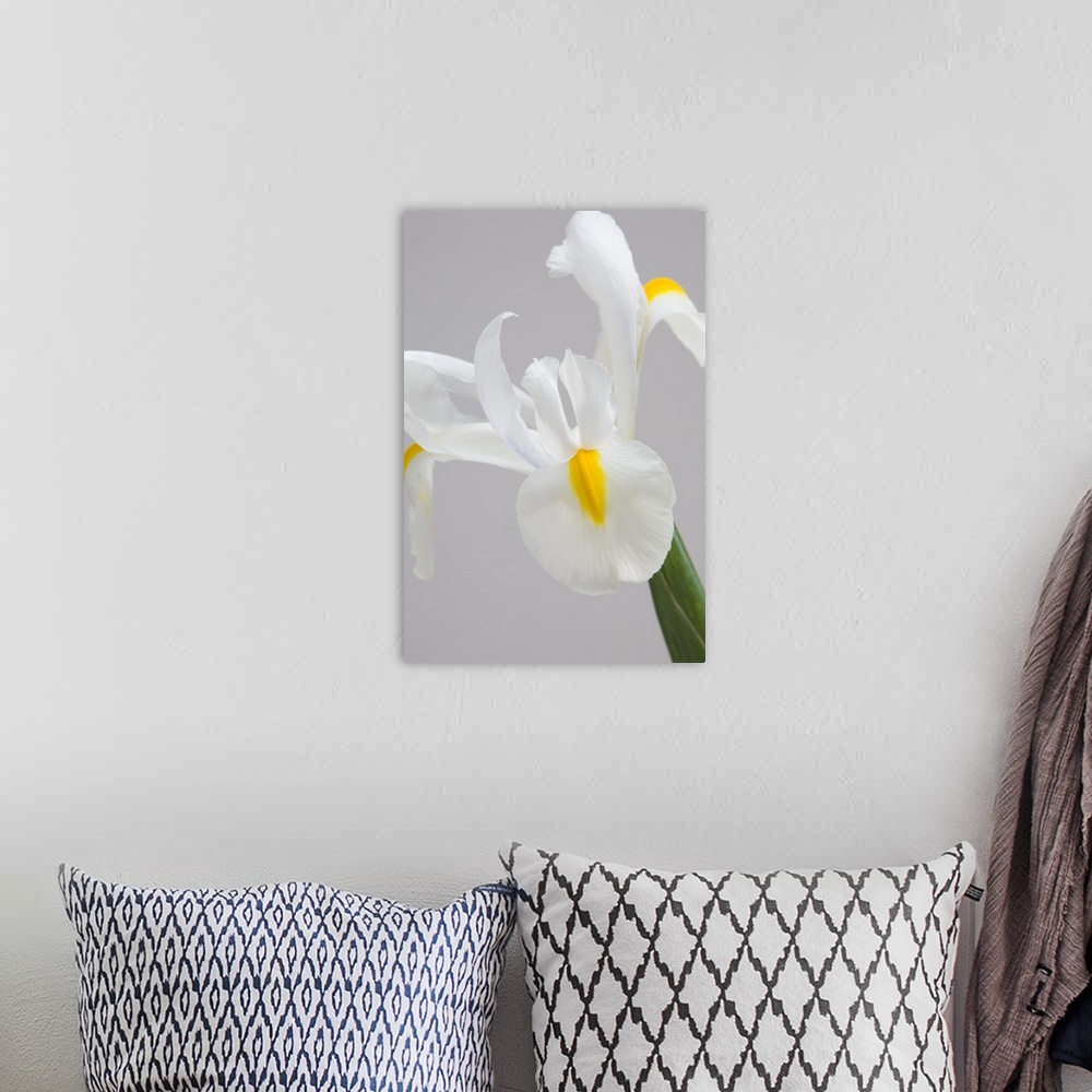 A bohemian room featuring White iris
