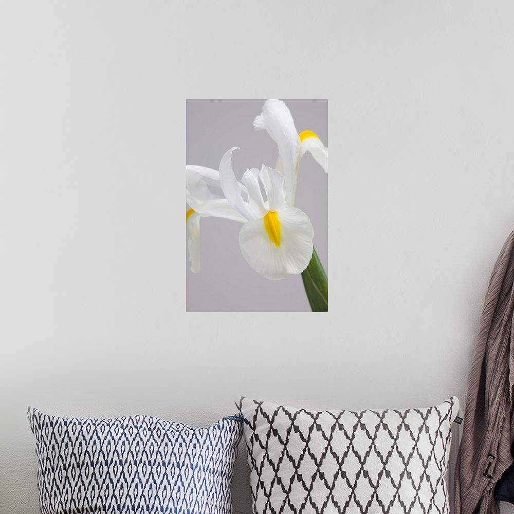 A bohemian room featuring White iris