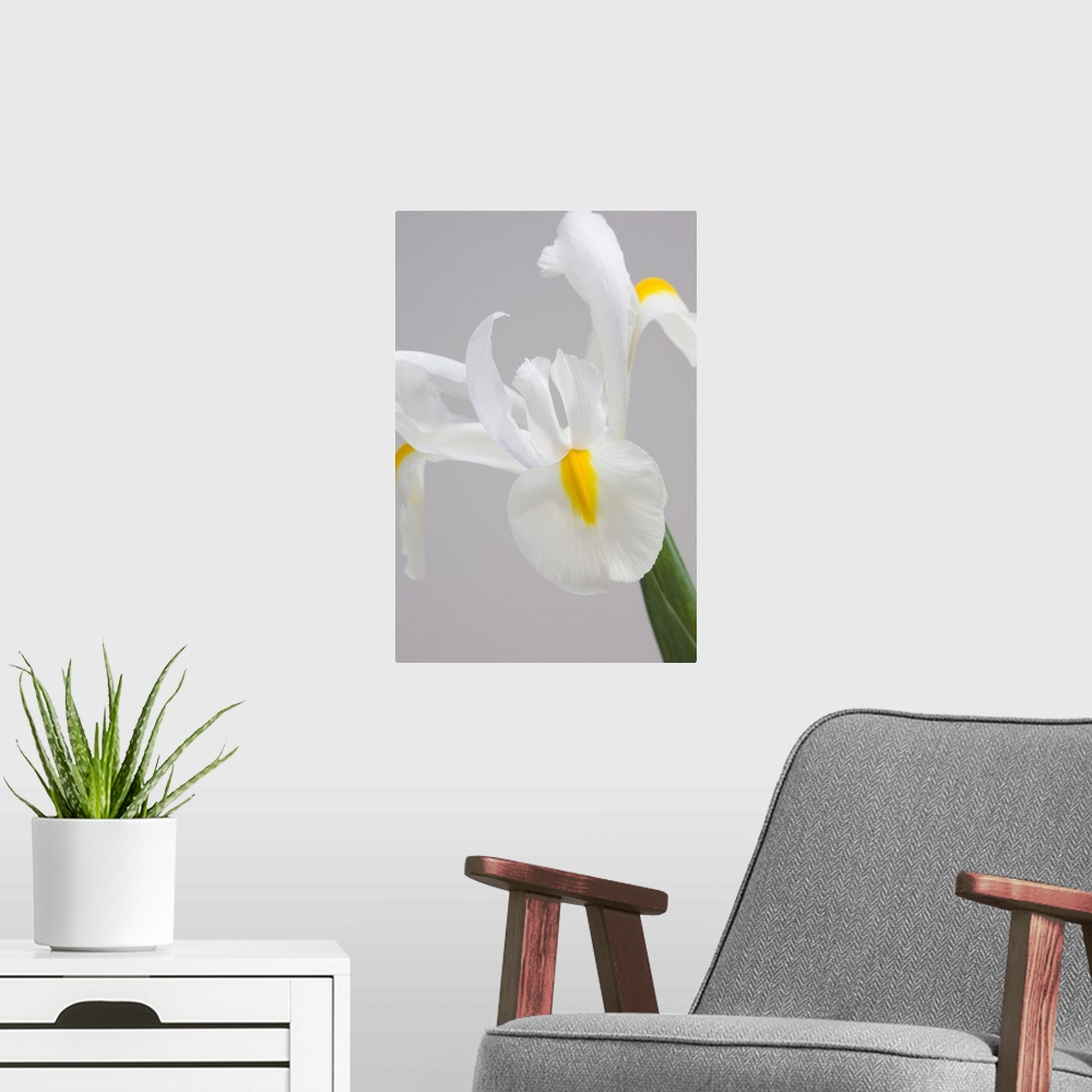 A modern room featuring White iris