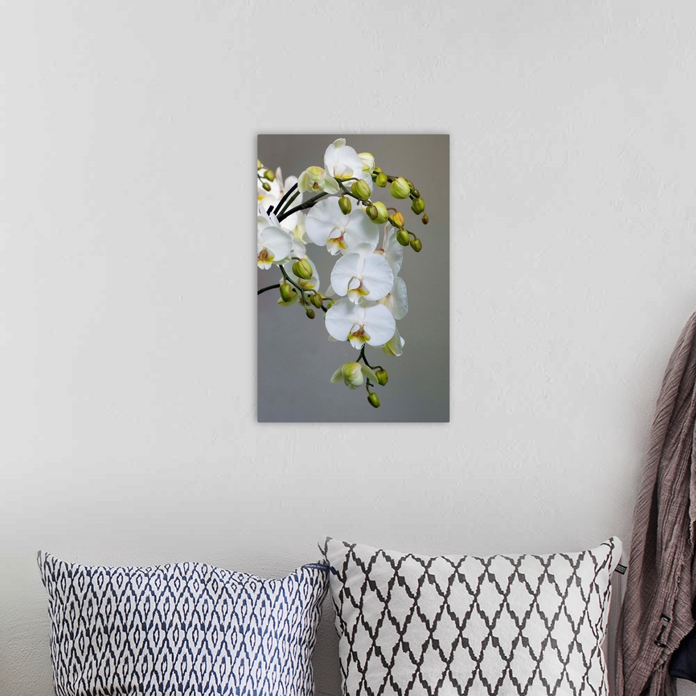 A bohemian room featuring White orchid blooms.