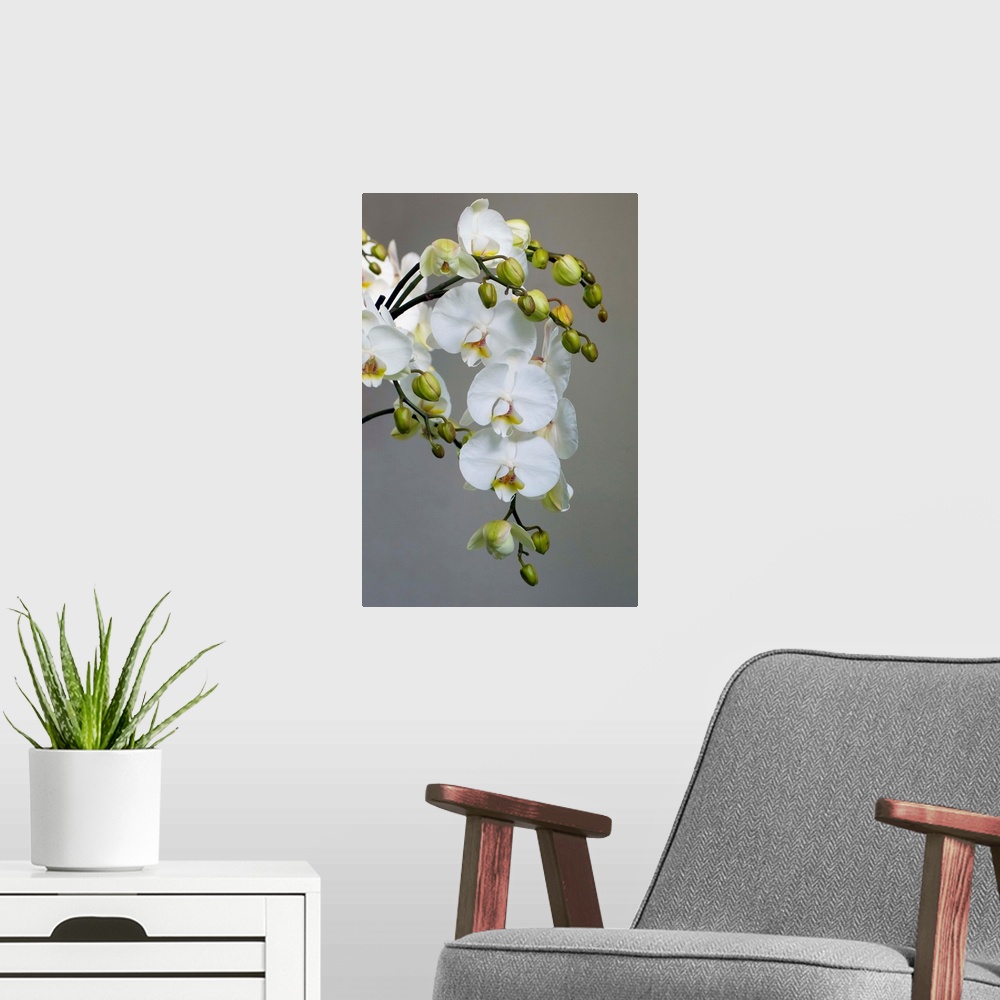 A modern room featuring White orchid blooms.