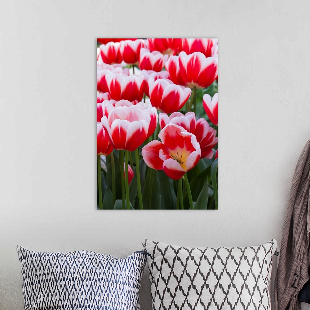 A bohemian room featuring White rimmed red tulips.