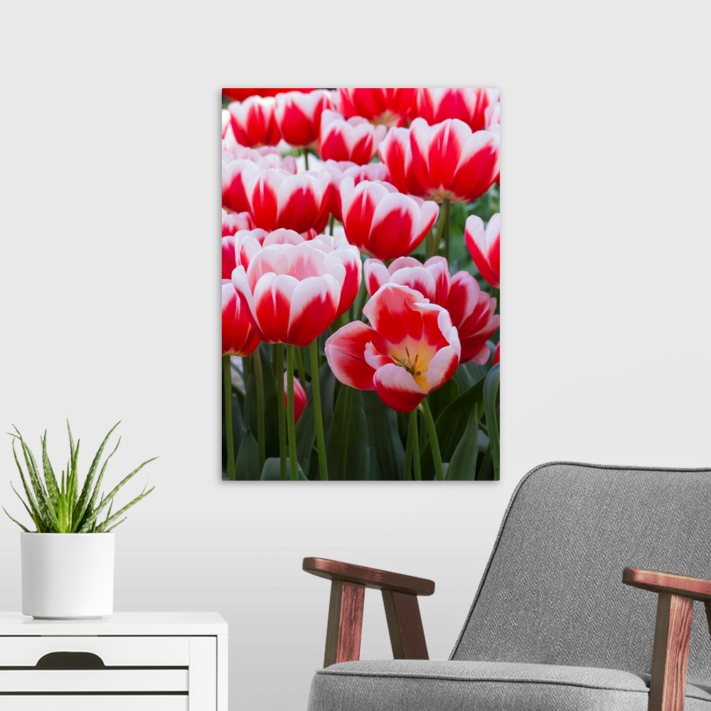 A modern room featuring White rimmed red tulips.