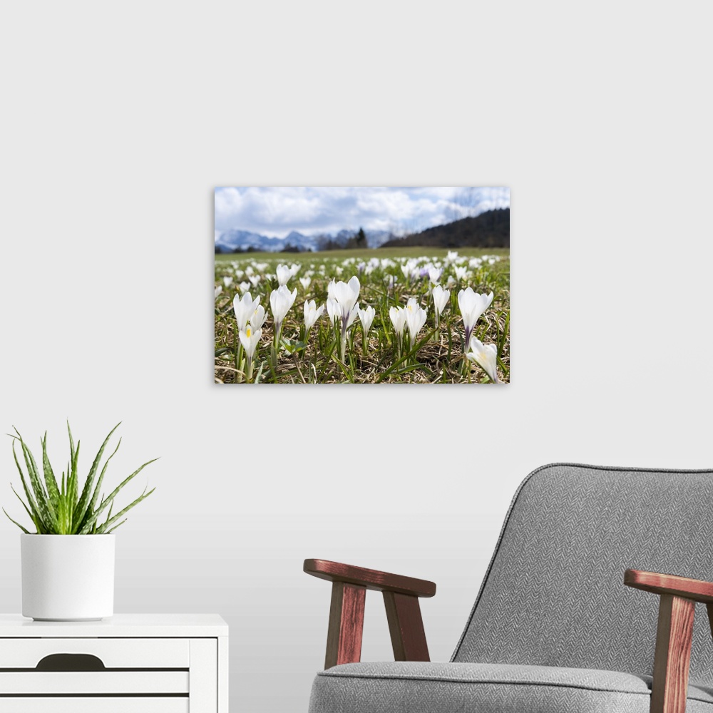 A modern room featuring White Spring Crocus (Crocus vernus) in full bloom in the Eastern Alps. Germany, Bavaria.