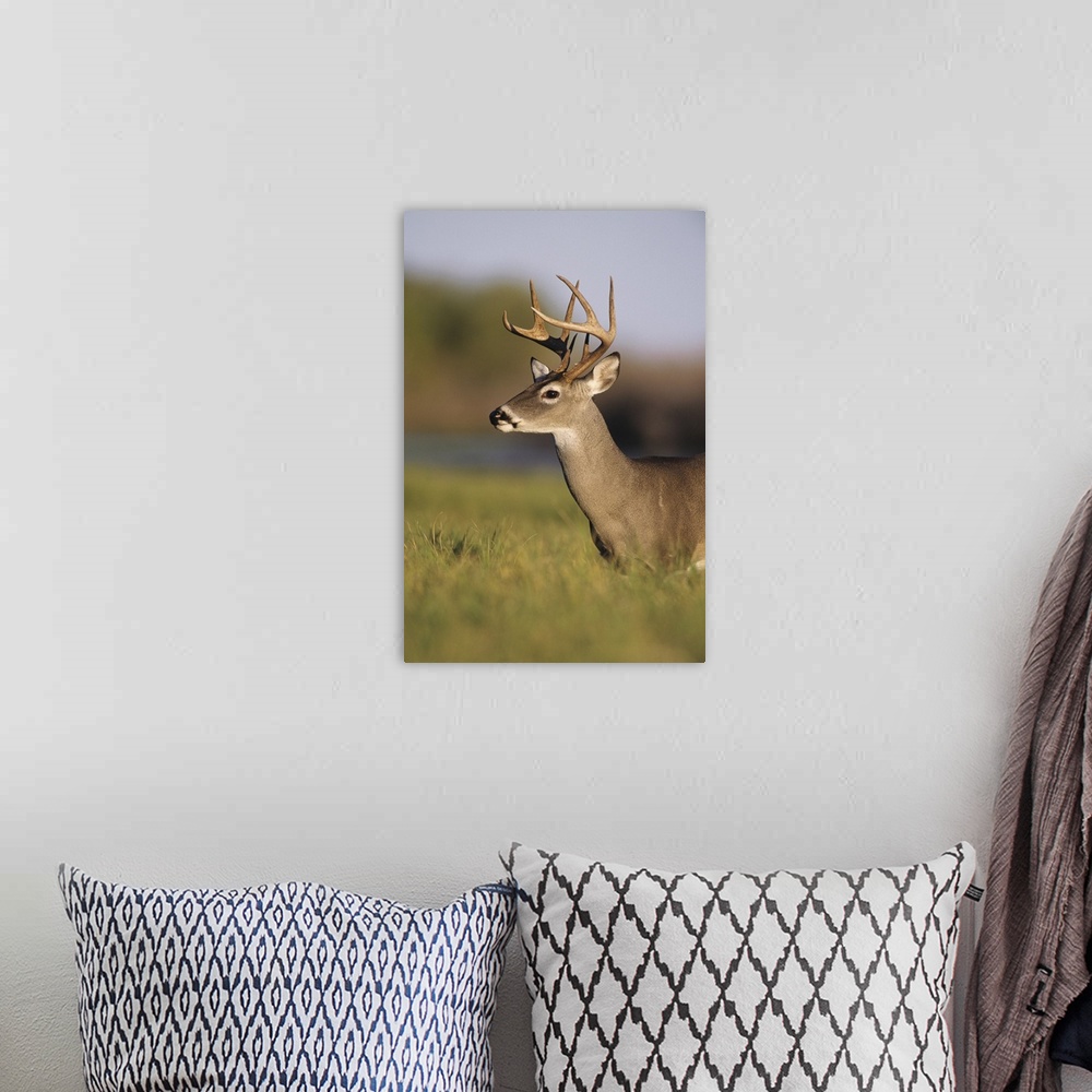 A bohemian room featuring White-tailed Deer, Odocoileus virginianus, Buck, Choke Canyon State Park, Texas, USA, Oktober 2003
