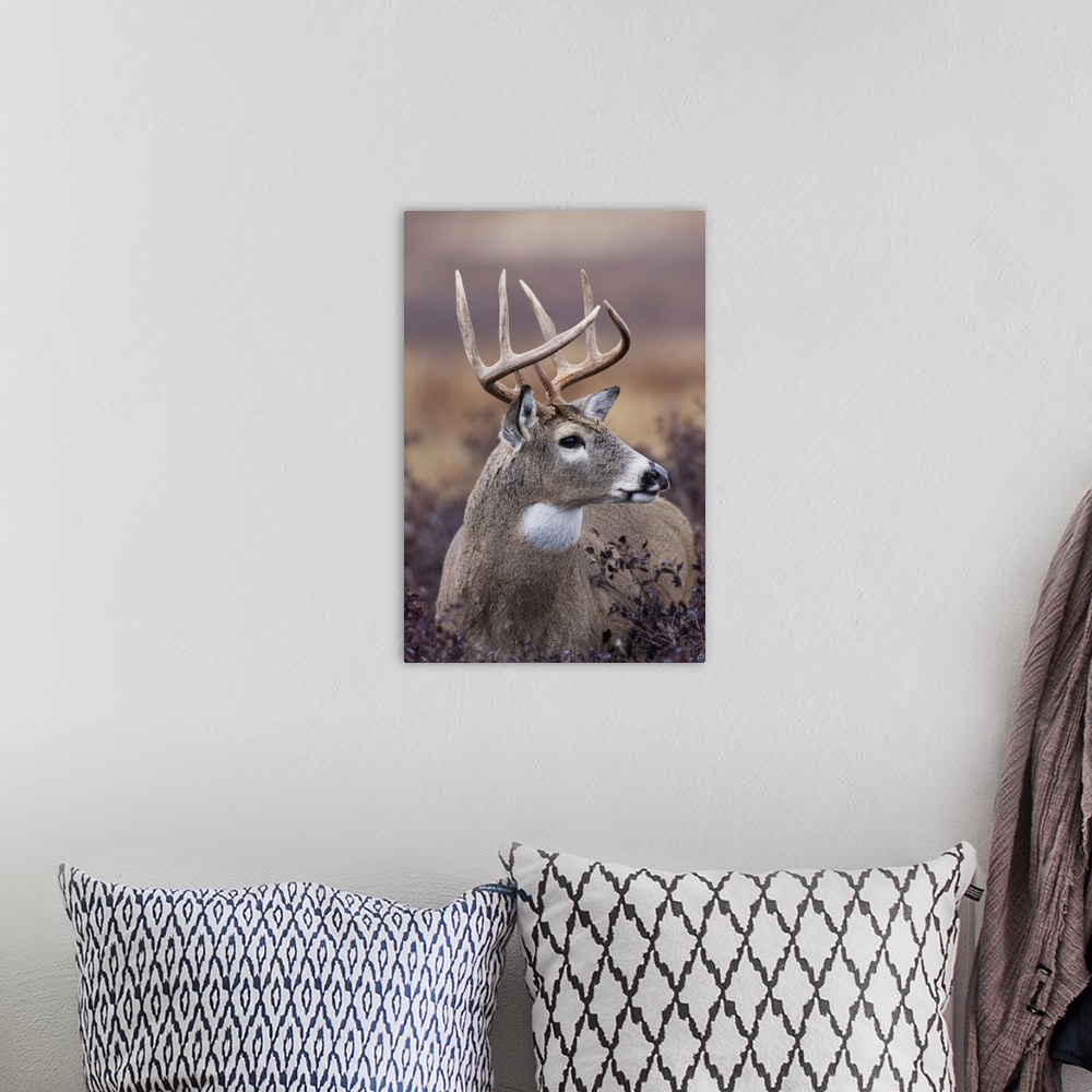 A bohemian room featuring White-tailed deer buck.