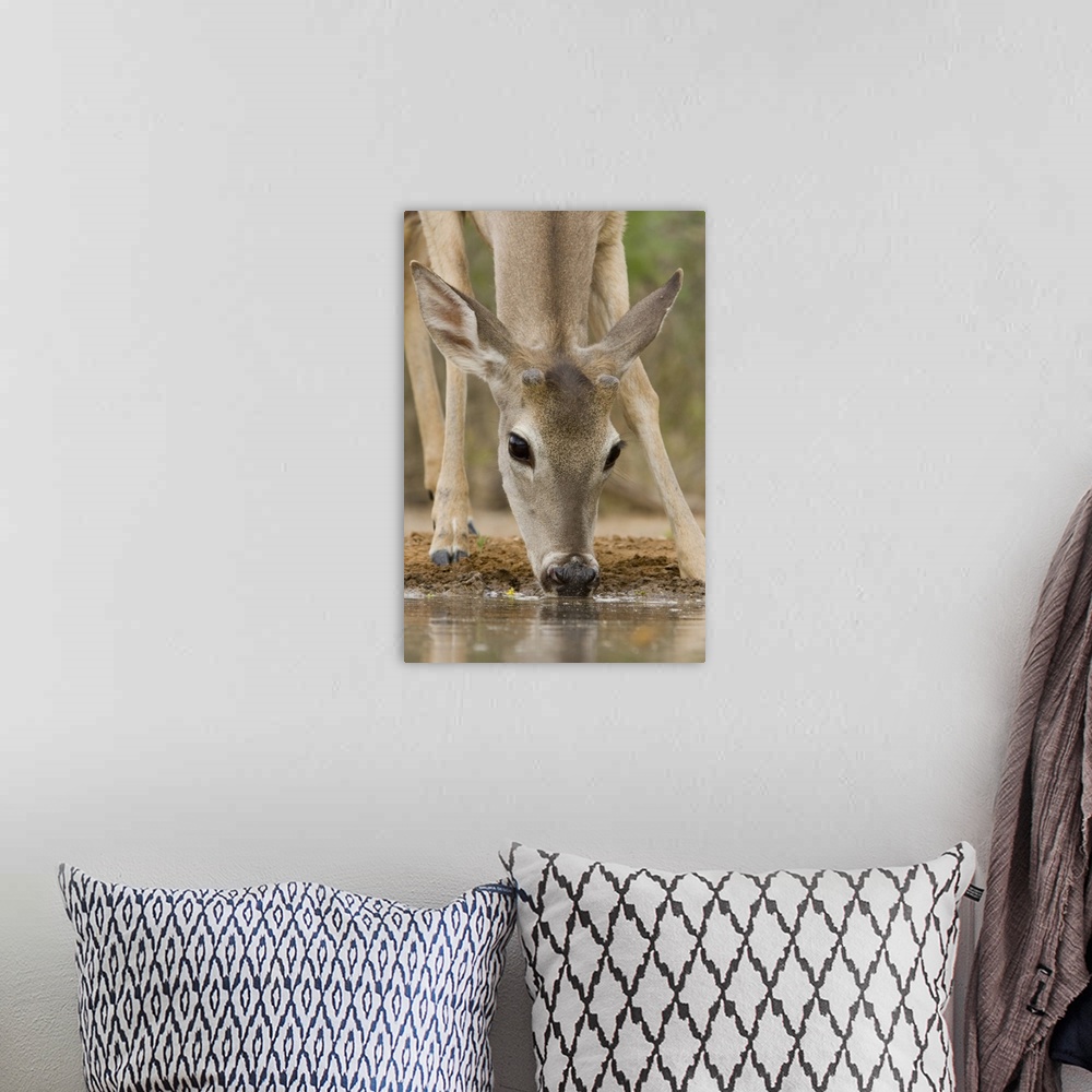 A bohemian room featuring Santa Clara Ranch, Rio Grande Valley, McCook, Texas, North America, USA. White-tailed Deer Drinki...