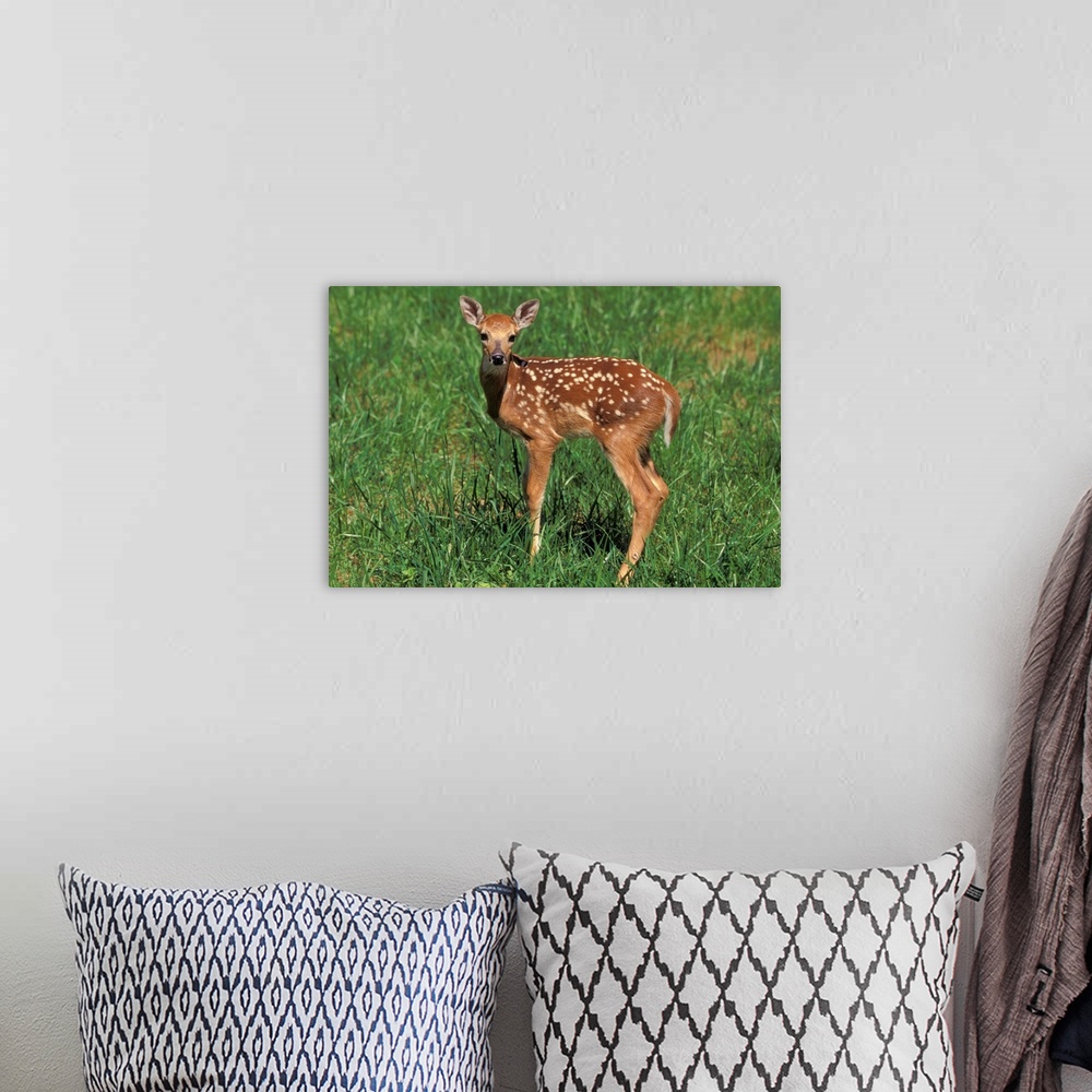 A bohemian room featuring White-tailed deer fawn.