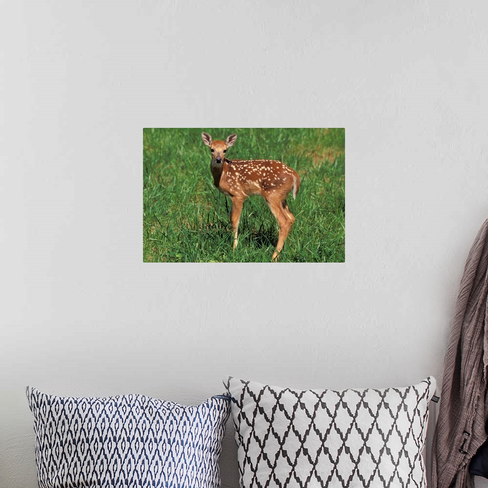 A bohemian room featuring White-tailed deer fawn.