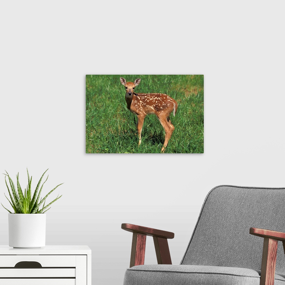 A modern room featuring White-tailed deer fawn.
