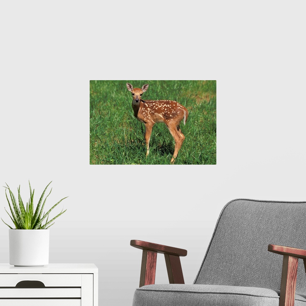 A modern room featuring White-tailed deer fawn.