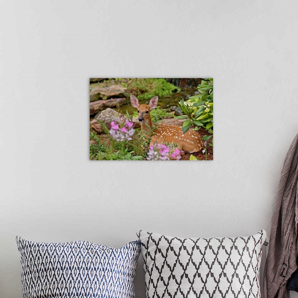 A bohemian room featuring White-tailed deer fawn hiding in backyard landscaping, Louisville, Kentucky.