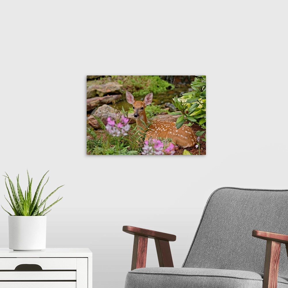A modern room featuring White-tailed deer fawn hiding in backyard landscaping, Louisville, Kentucky.