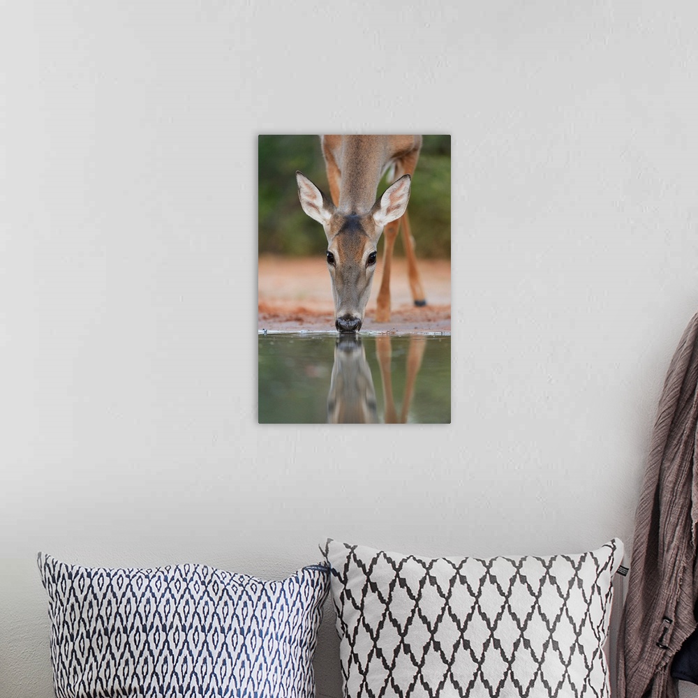 A bohemian room featuring White-tailed Deer, Odocoileus virginianus
