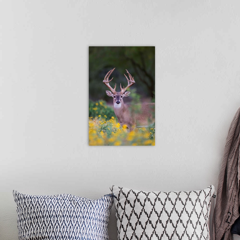 A bohemian room featuring White-tailed Deer (Odocoileus virginianus) buck in early autumn wildflowers