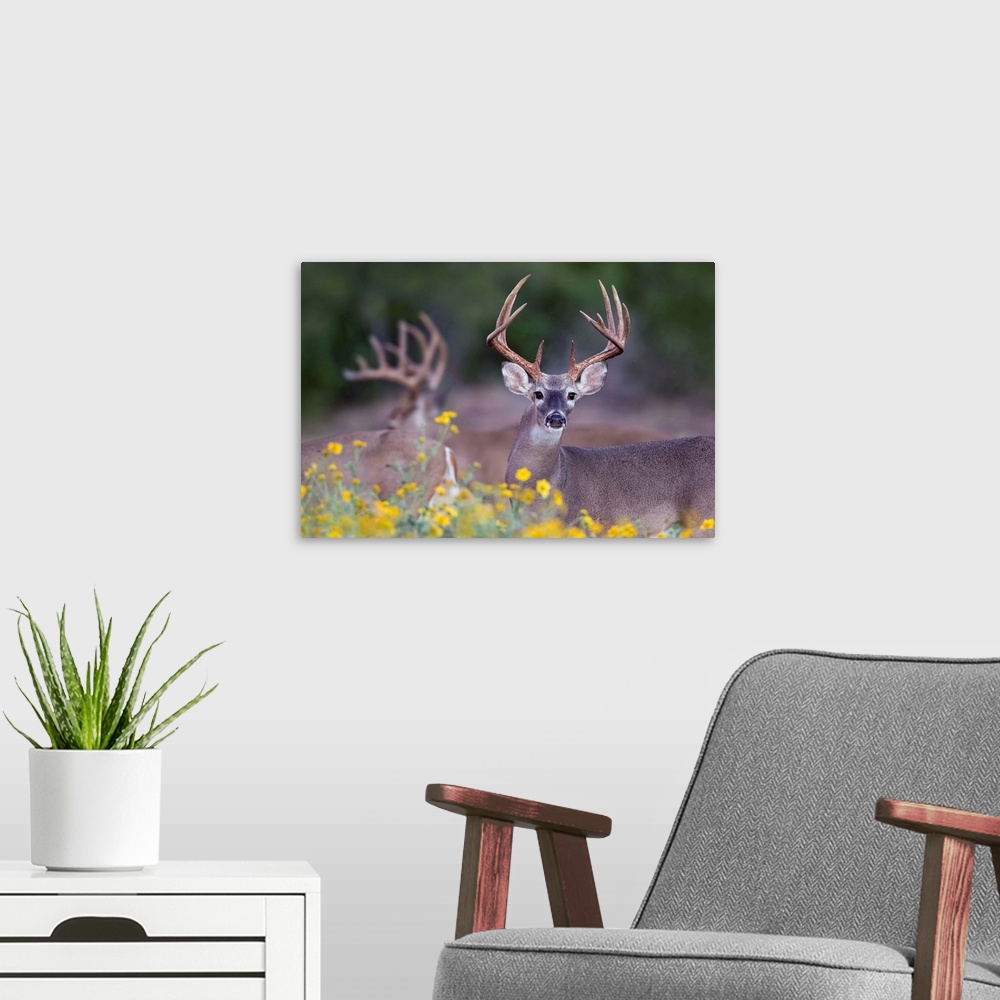 A modern room featuring White-tailed Deer (Odocoileus virginianus) buck in early autumn wildflowers