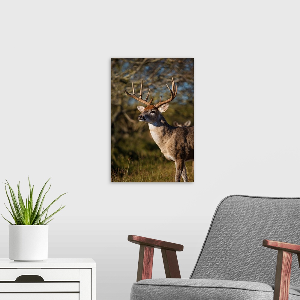 A modern room featuring White-tailed Deer (Odocoileus virginianus) dominant male
